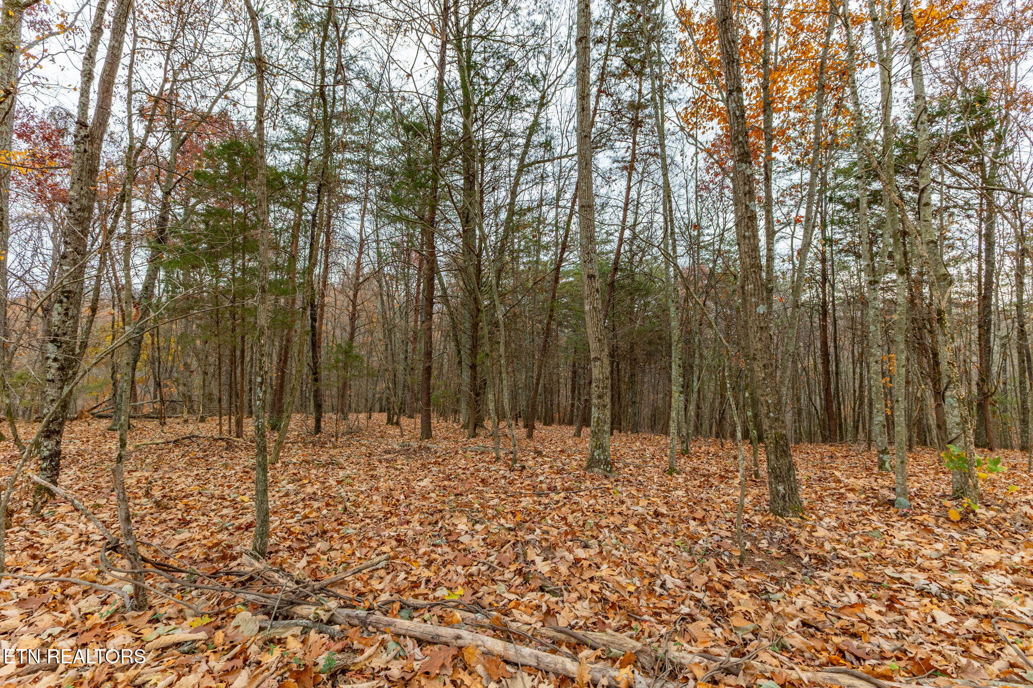 4231 Sweetwater Vonore Road Sweetwater, TN 37874 - Photo 47 of 51 6-web-or-mls-3F1A1707-HDR