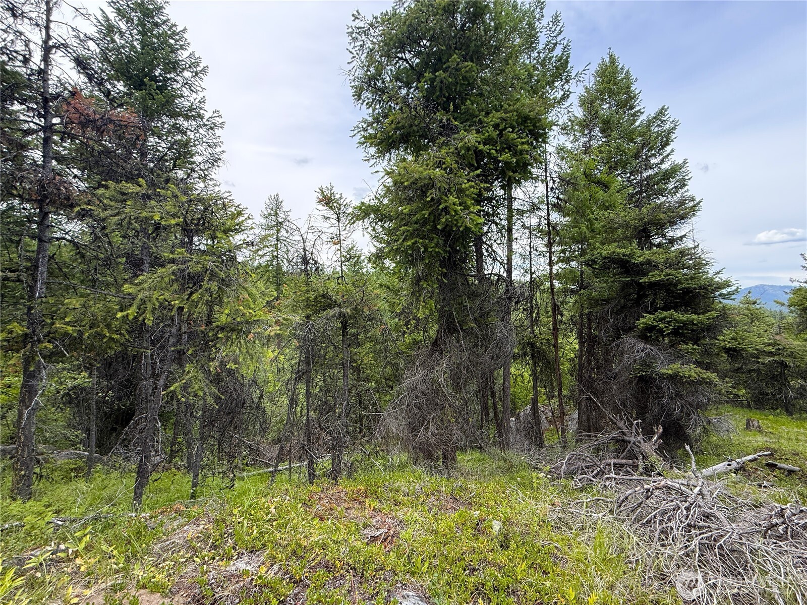-tbd Mule Deer Road Republic, WA 99166 - Photo 3 of 11