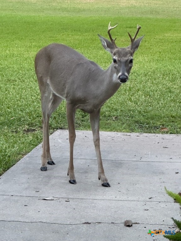 313 Treasure Oaks Road Inez, TX 77968 - Photo 39 of 47 a view of a garden with plants