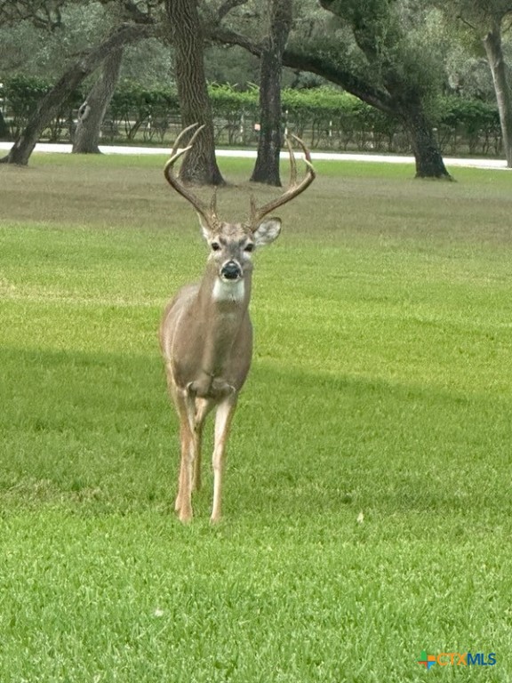 313 Treasure Oaks Road Inez, TX 77968 - Photo 40 of 47