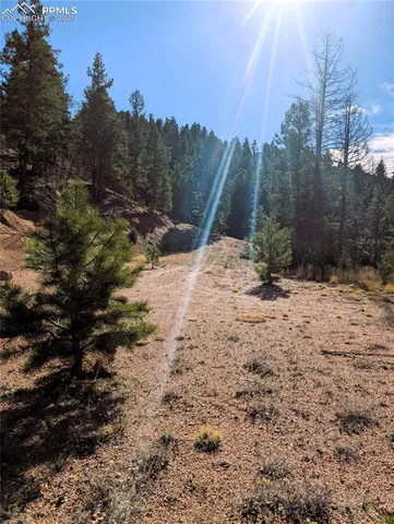 a view of a dry yard with trees