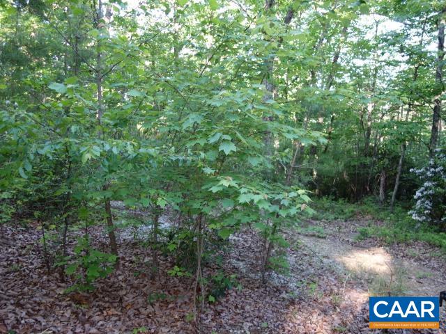 Laurel Road Schuyler, VA 22969 - Photo 3 of 9 a view of a forest that has large trees