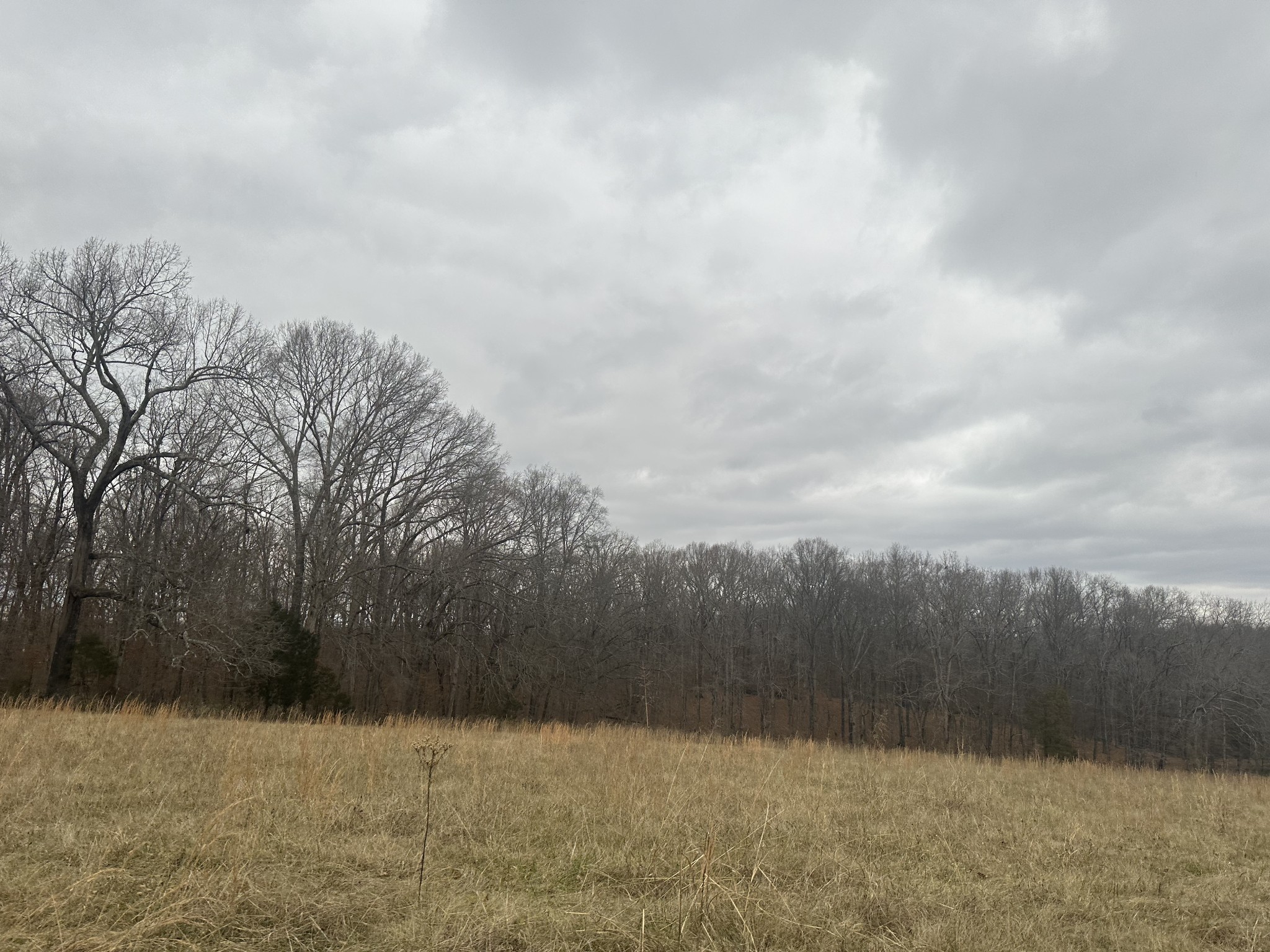 1 Myatt Loop Burns, TN 37029 - Photo 3 of 8 a view of a yard