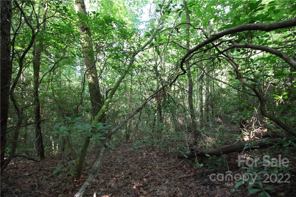 Lot 19 Gastons Bee Gum Road, Unit 19 Brevard, NC 28712 - Photo 2 of 19