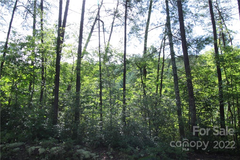 Lot 19 Gastons Bee Gum Road, Unit 19 Brevard, NC 28712 - Photo 7 of 19