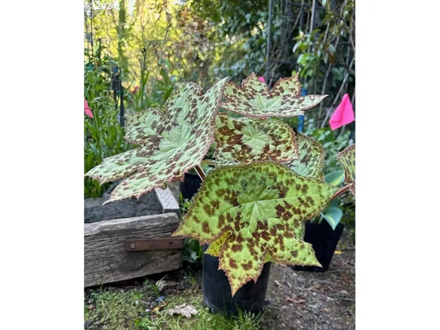 a black and white photo of a garden
