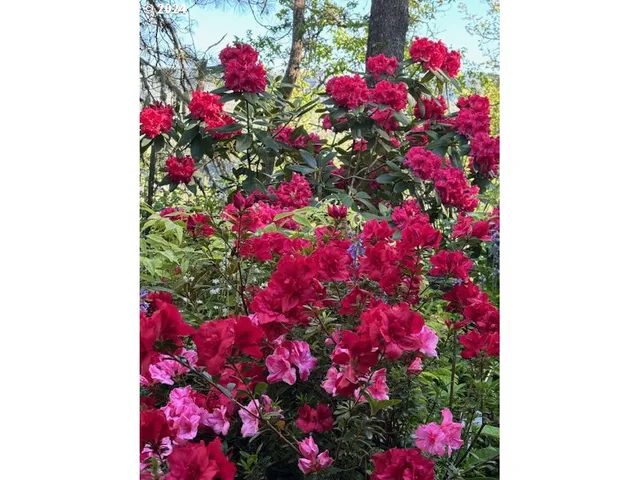 a view of a wooden deck and trees