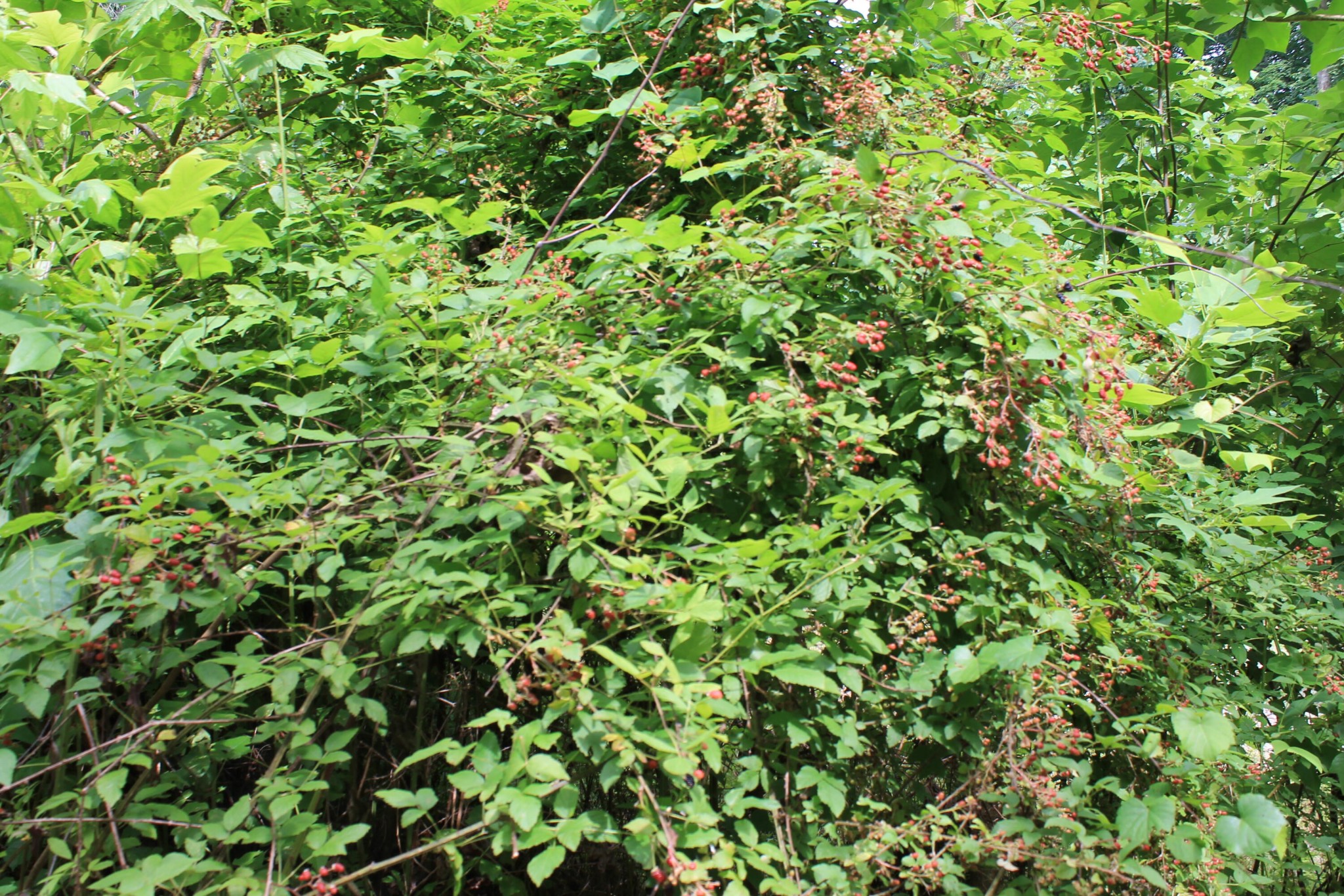 0 Hollow Road Whitwell, TN 37397 - Photo 11 of 18 Gallery Image 11