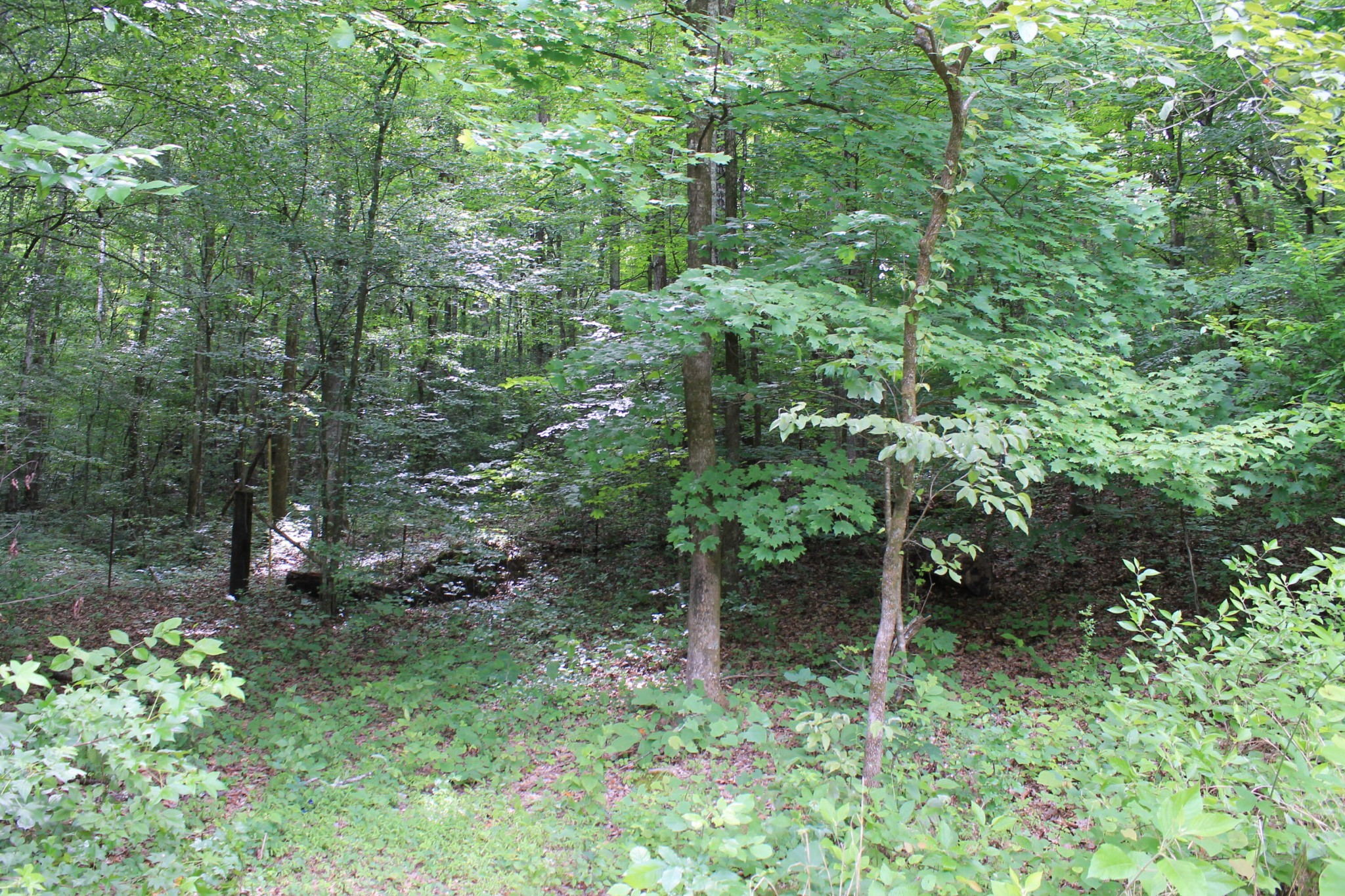 0 Hollow Road Whitwell, TN 37397 - Photo 12 of 18 Gallery Image 12