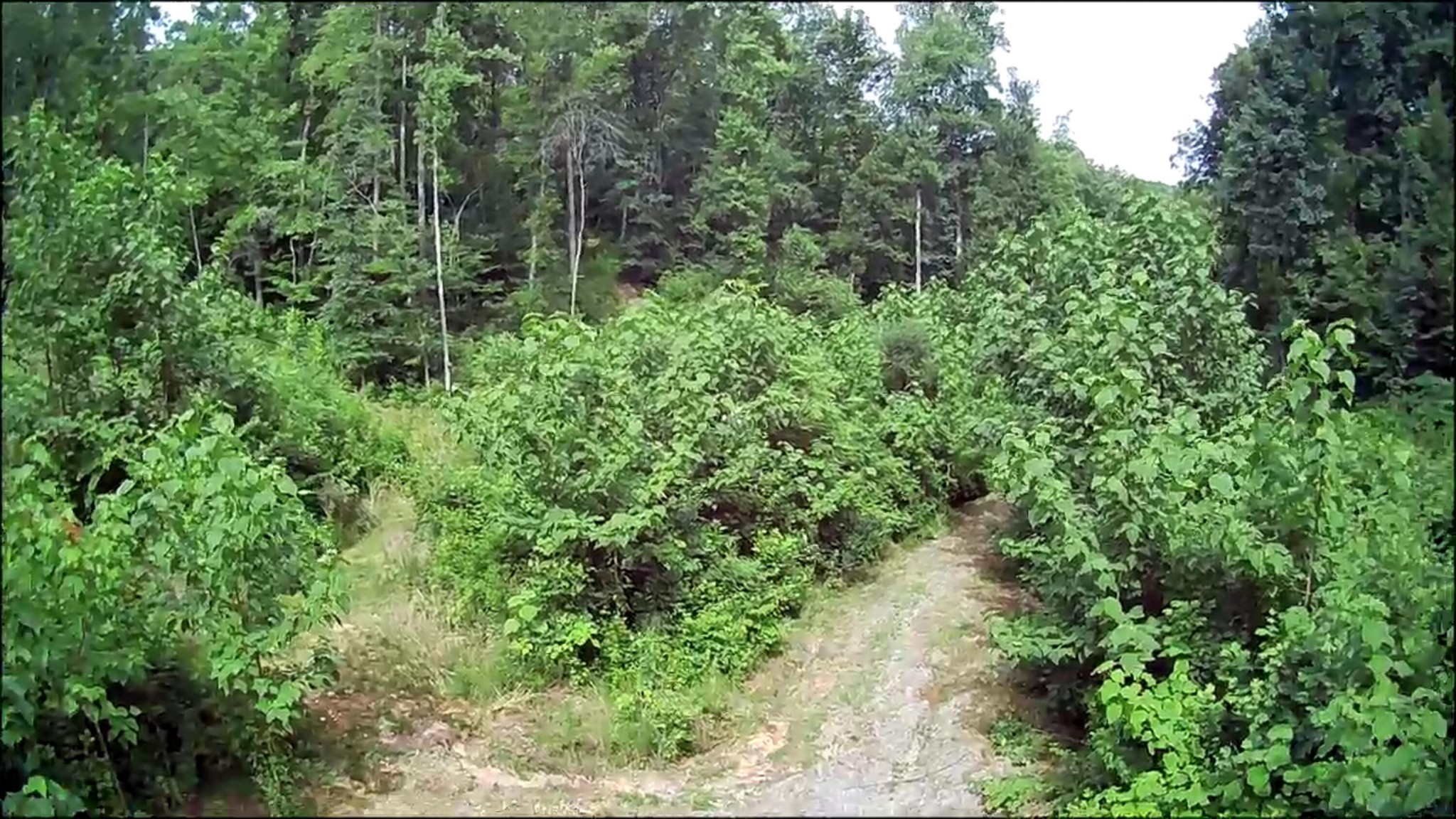 0 Hollow Road Whitwell, TN 37397 - Photo 15 of 18 Gallery Image 15