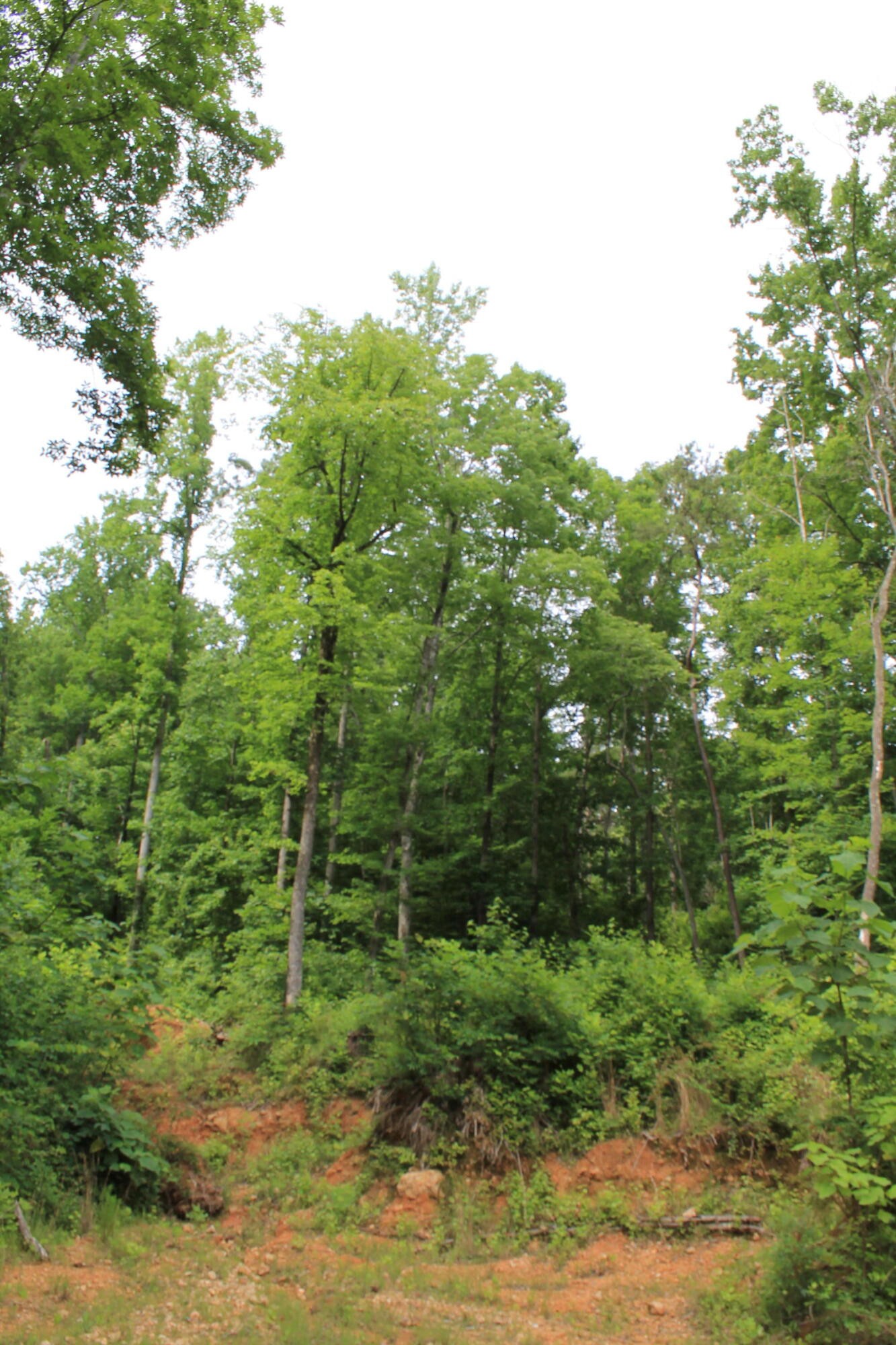 0 Hollow Road Whitwell, TN 37397 - Photo 8 of 18 Gallery Image 8