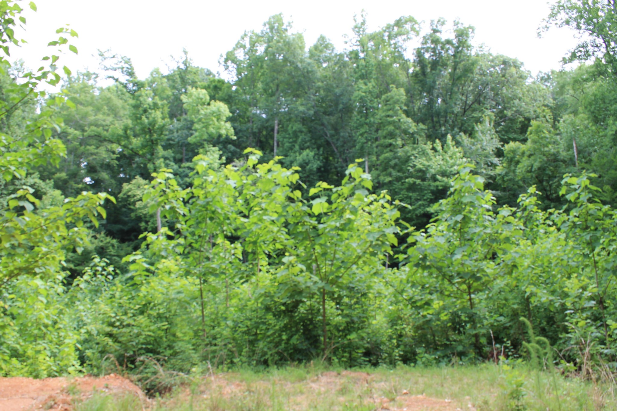 0 Hollow Road Whitwell, TN 37397 - Photo 9 of 18 Gallery Image 9