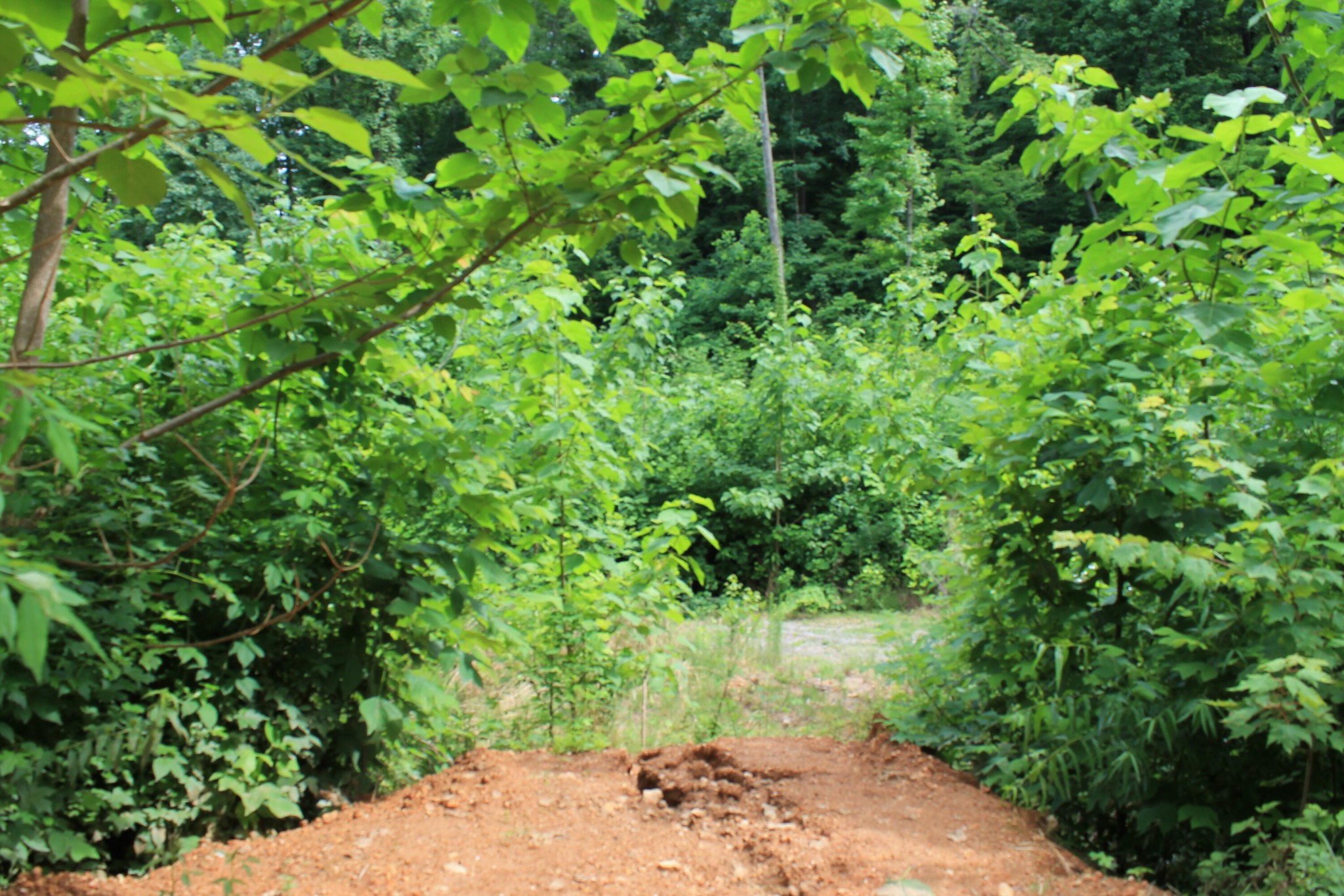 0 Hollow Road Whitwell, TN 37397 - Photo 10 of 18 Gallery Image 10