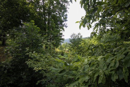 490 Claude Howard Road Deer Lodge, TN 37726 - Photo 25 of 30 Additional Photo