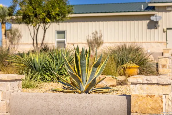 a view of a potted plant with yard in front of it