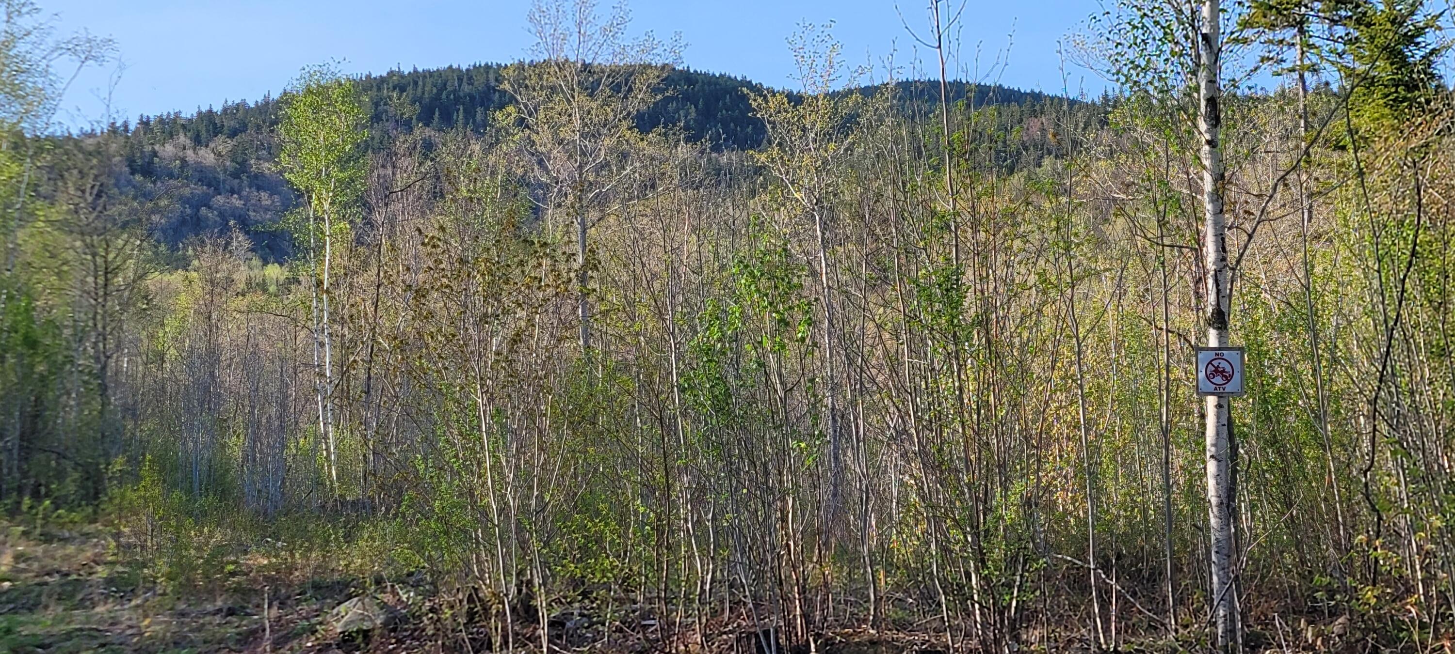 Lot 41 Cyr Rd Mount Mount Chase, ME 04765 - Photo 7 of 8 20220513_175835