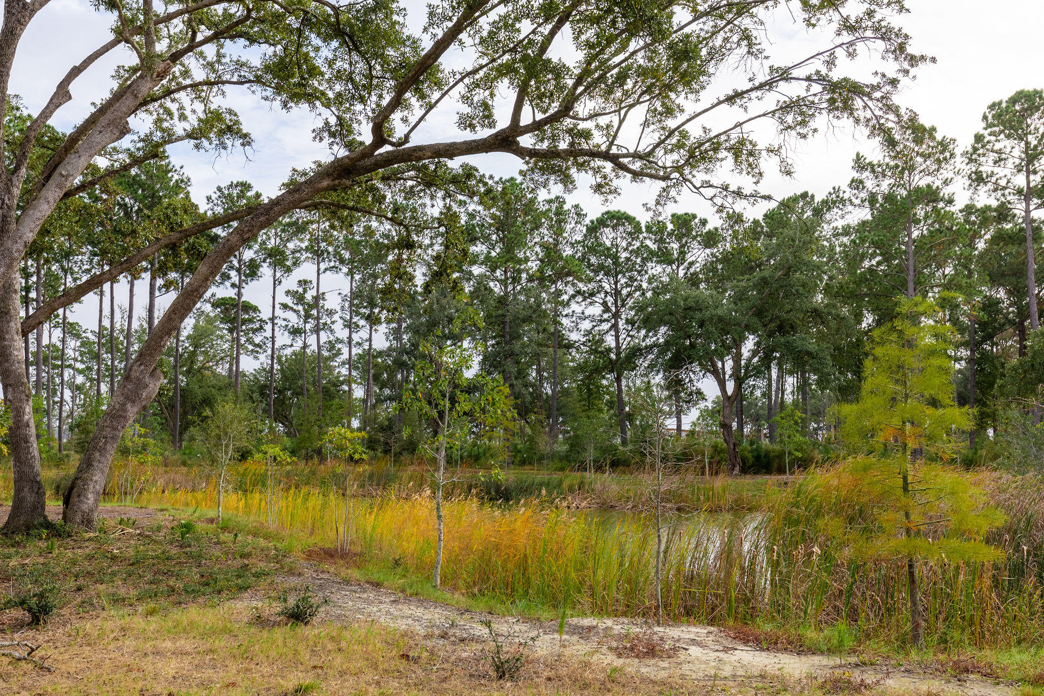 313 Bayley Road Charleston, SC 29492 - Photo 56 of 81 313Bayley-KeenEyeMarketing-56