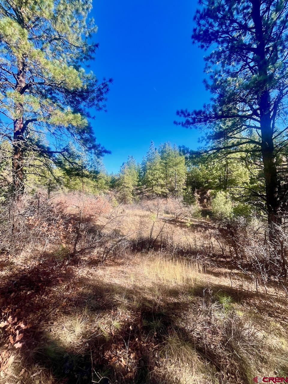 152 Lane Drive Durango, CO 81303 - Photo 1 of 19 a view of a yard with plants and a tree