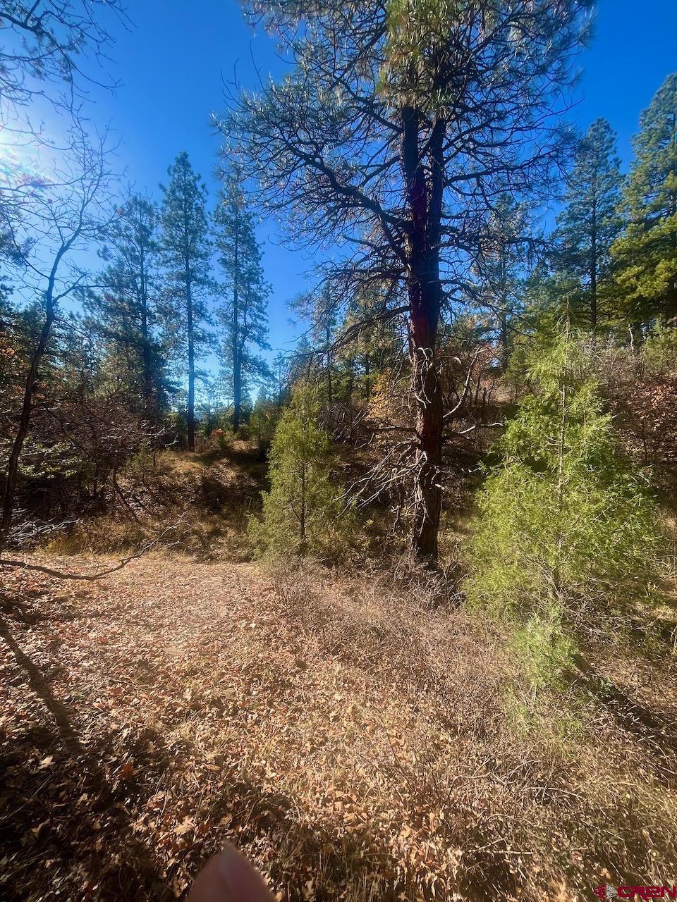 152 Lane Drive Durango, CO 81303 - Photo 15 of 19 a backyard of a house with lots of green space