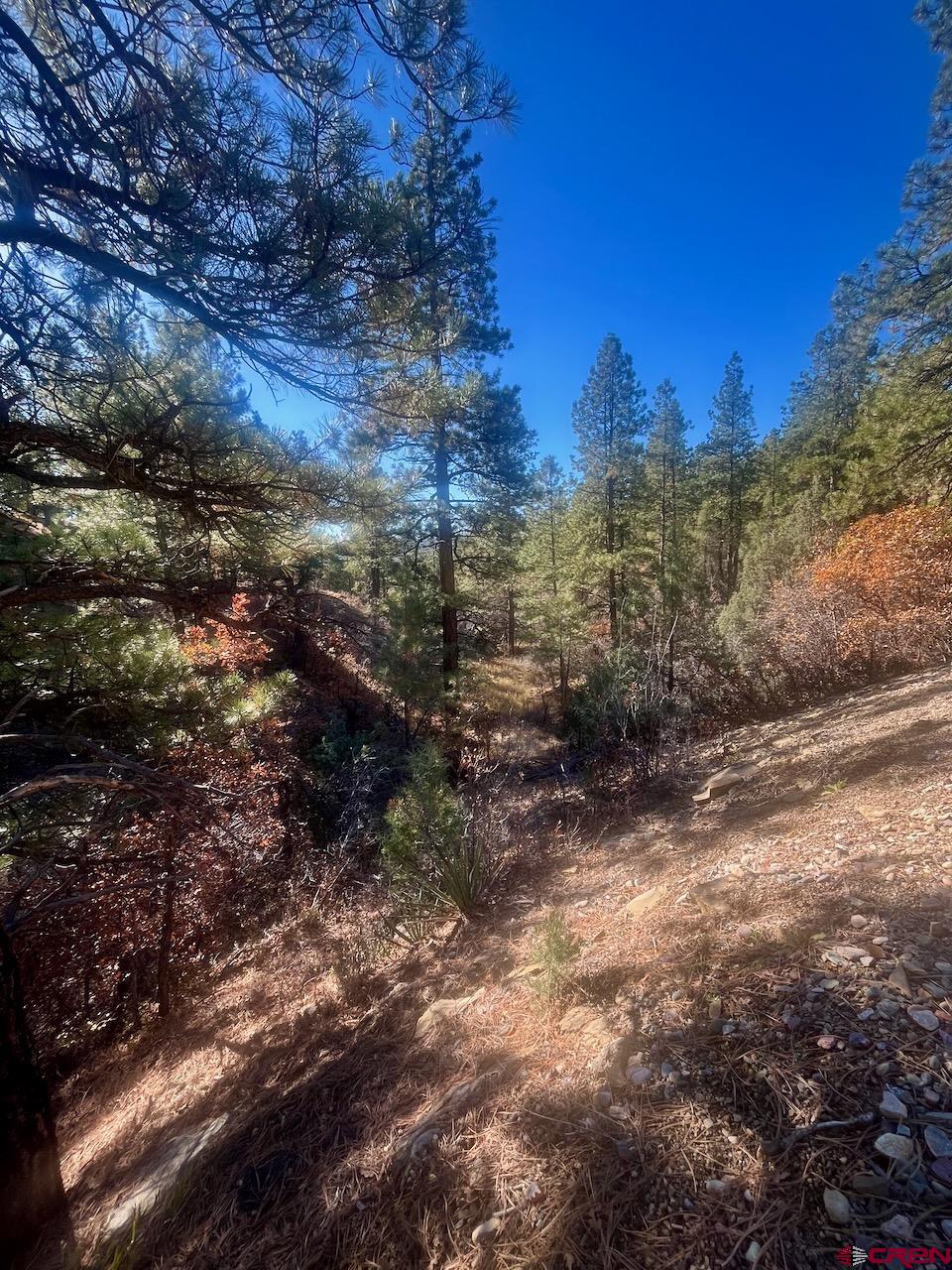 152 Lane Drive Durango, CO 81303 - Photo 3 of 19 a view of a yard with a tree