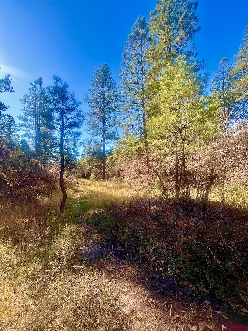152 Lane Drive Durango, CO 81303 - Photo 5 of 19 a view of a yard with trees
