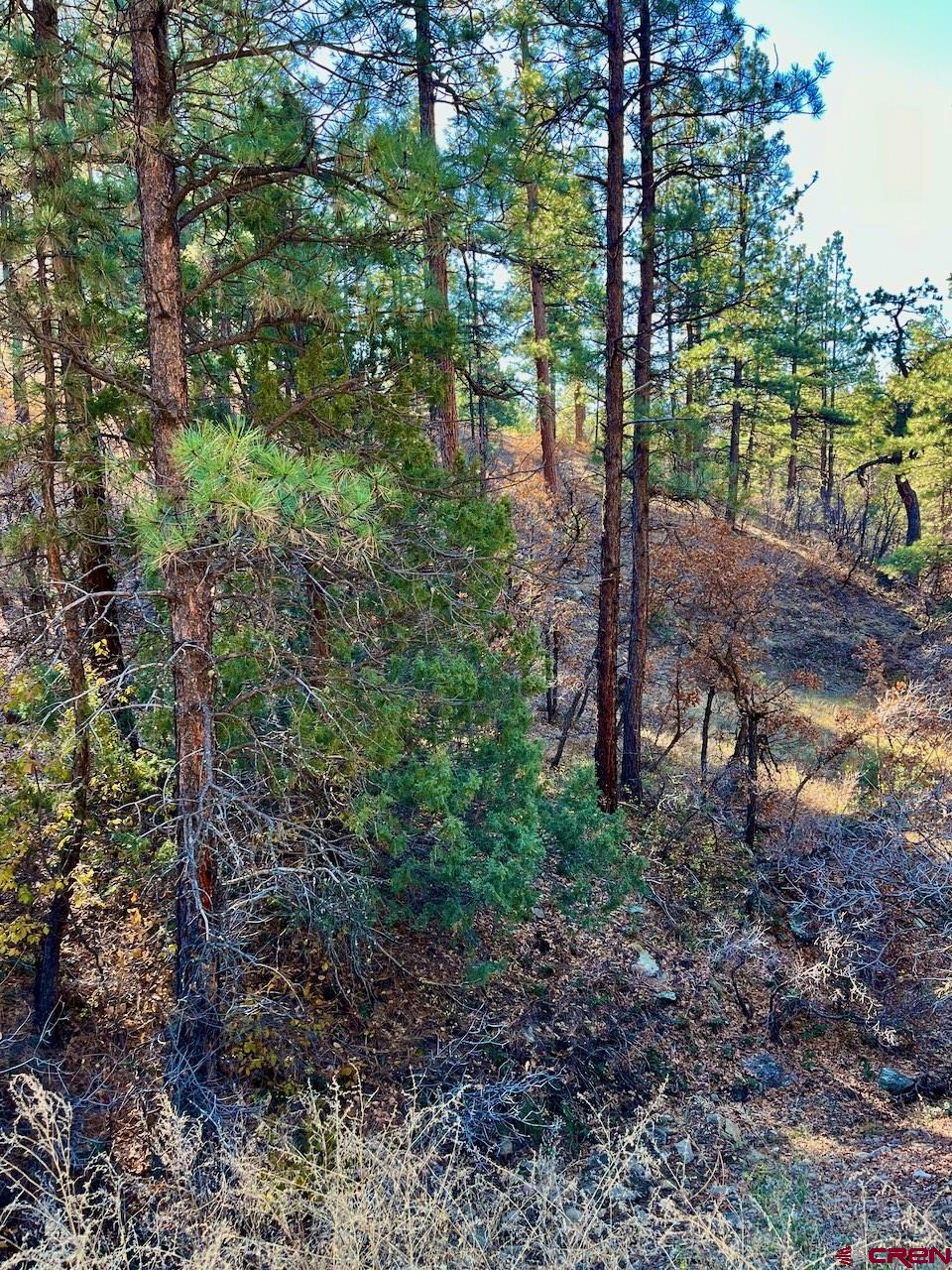 152 Lane Drive Durango, CO 81303 - Photo 6 of 19 a view of a yard with plants and large trees