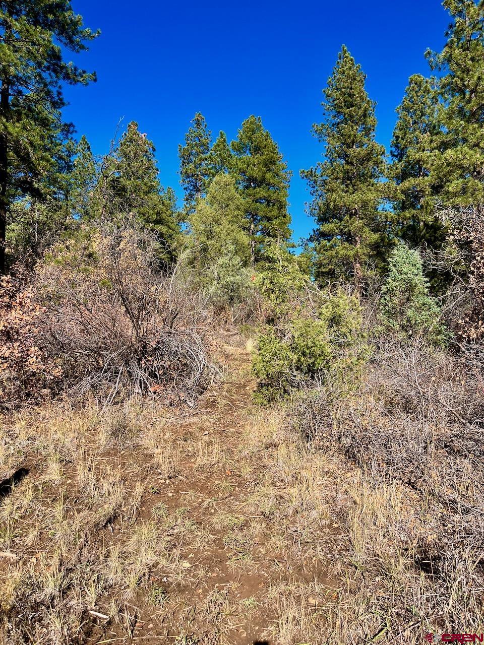 152 Lane Drive Durango, CO 81303 - Photo 8 of 19 a view of a bunch of trees