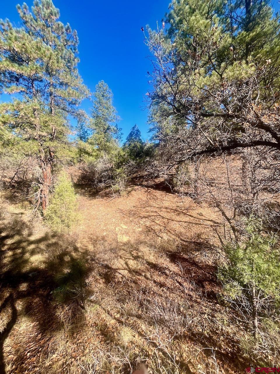 152 Lane Drive Durango, CO 81303 - Photo 9 of 19 a view of a yard with large trees