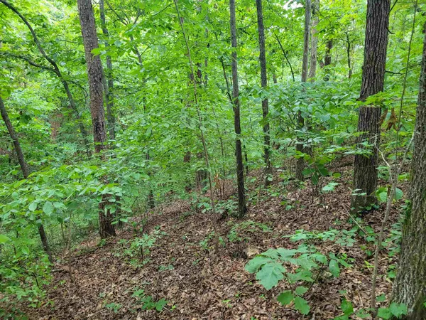 a view of a lush green forest