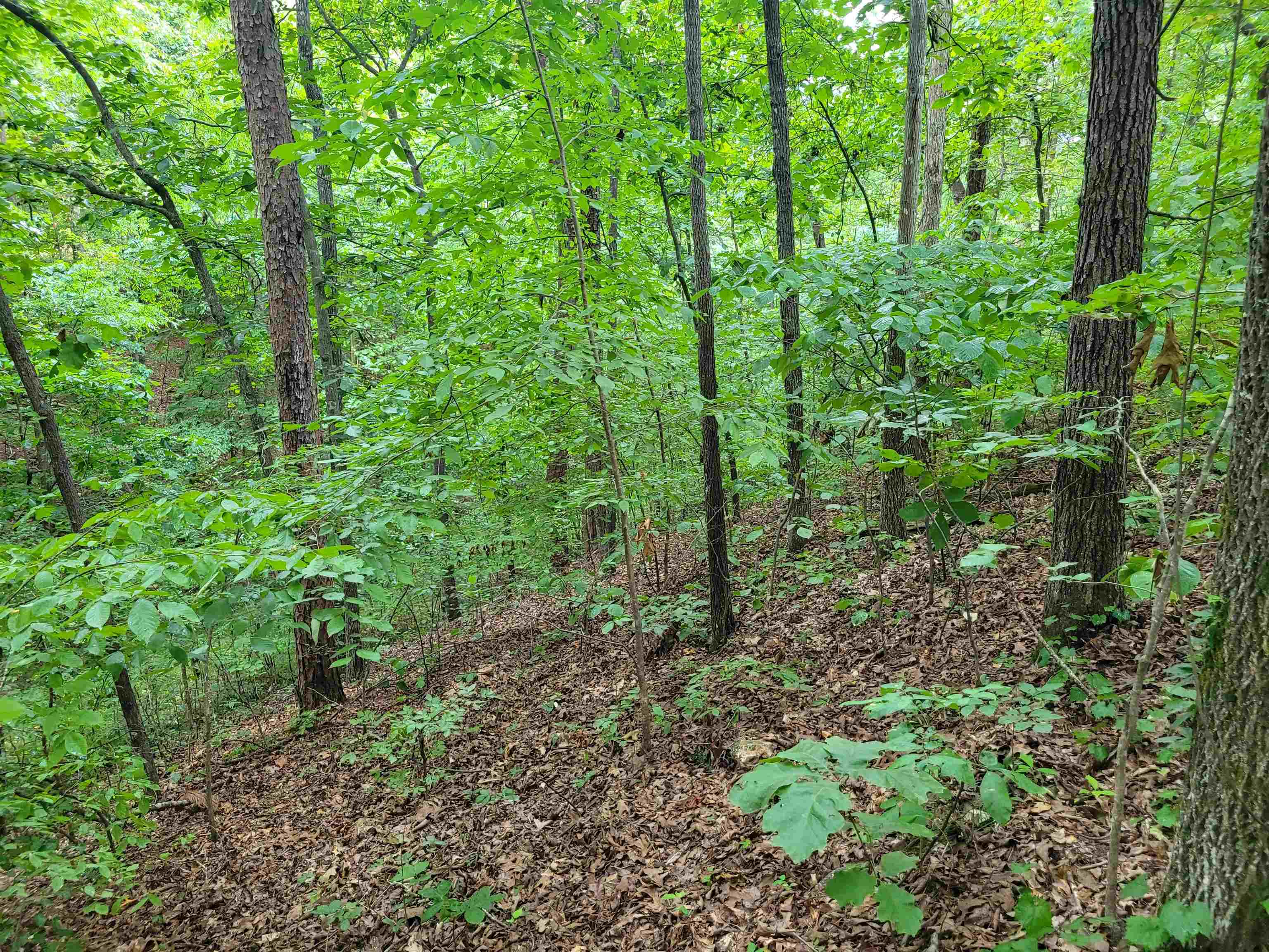 0 Yeager Lane Counce, TN 38326 - Photo 4 of 9 a view of a lush green forest