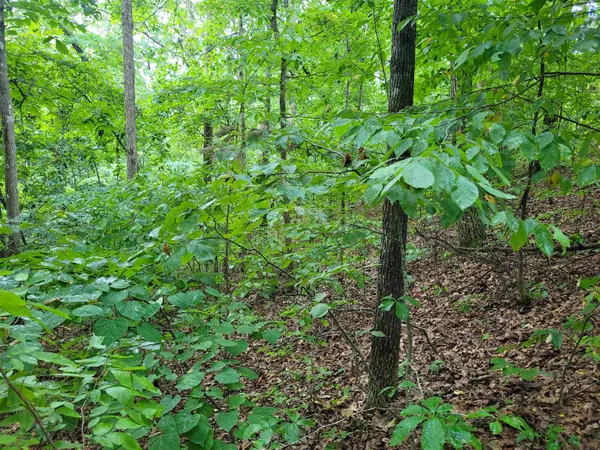 a view of a forest