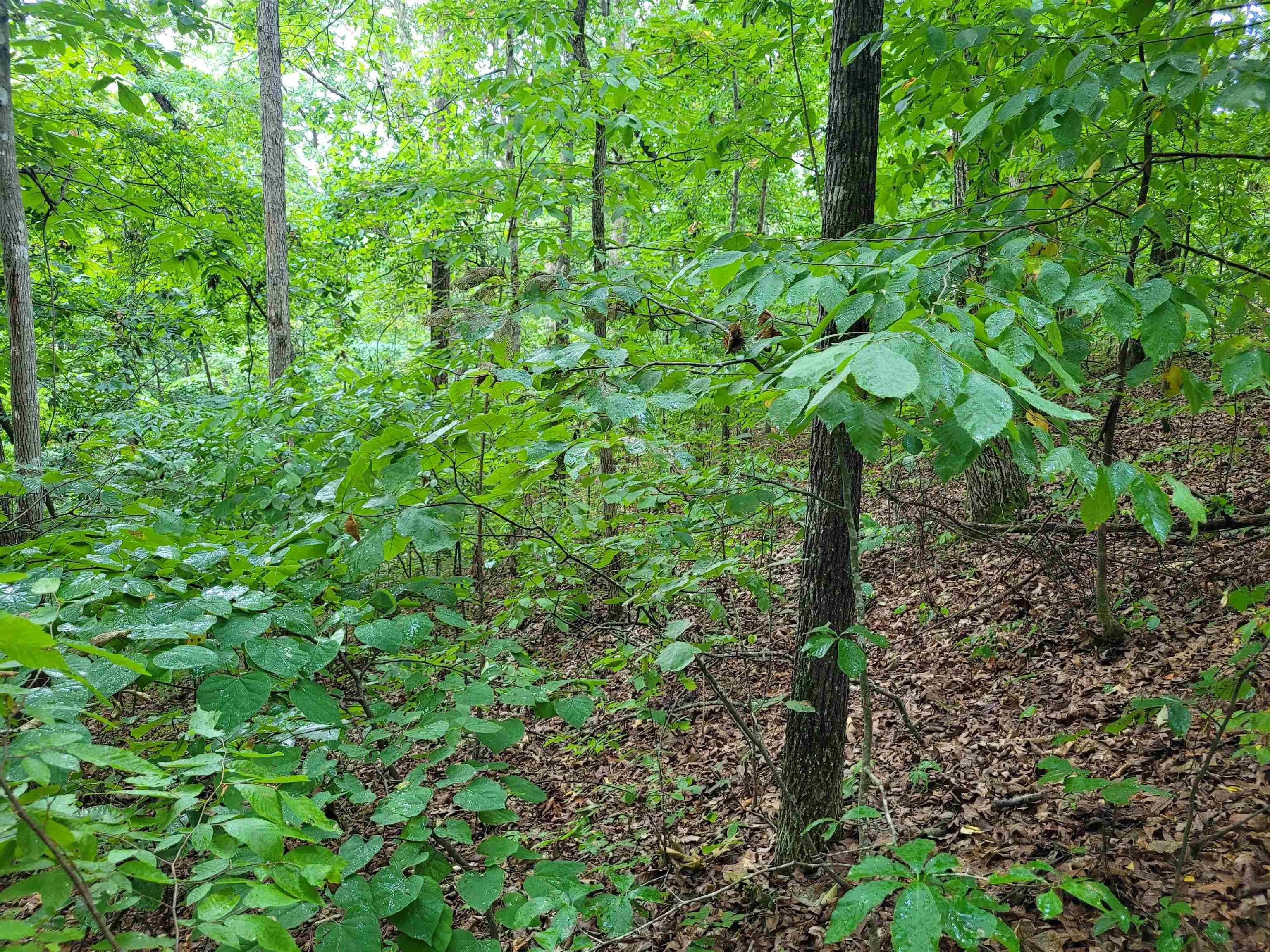 0 Yeager Lane Counce, TN 38326 - Photo 6 of 9 a view of a forest