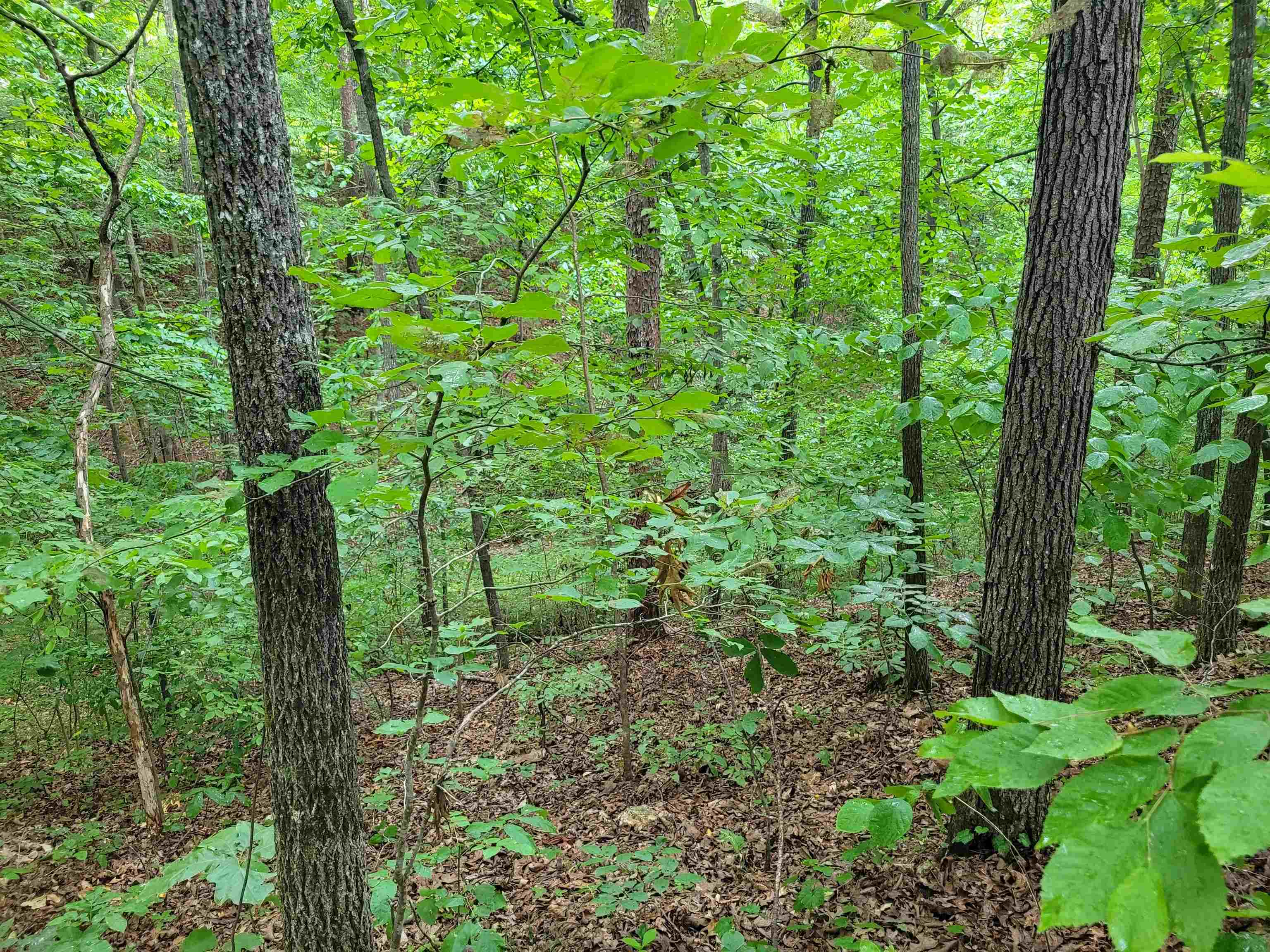 0 Yeager Lane Counce, TN 38326 - Photo 7 of 9 a view of a lush green forest
