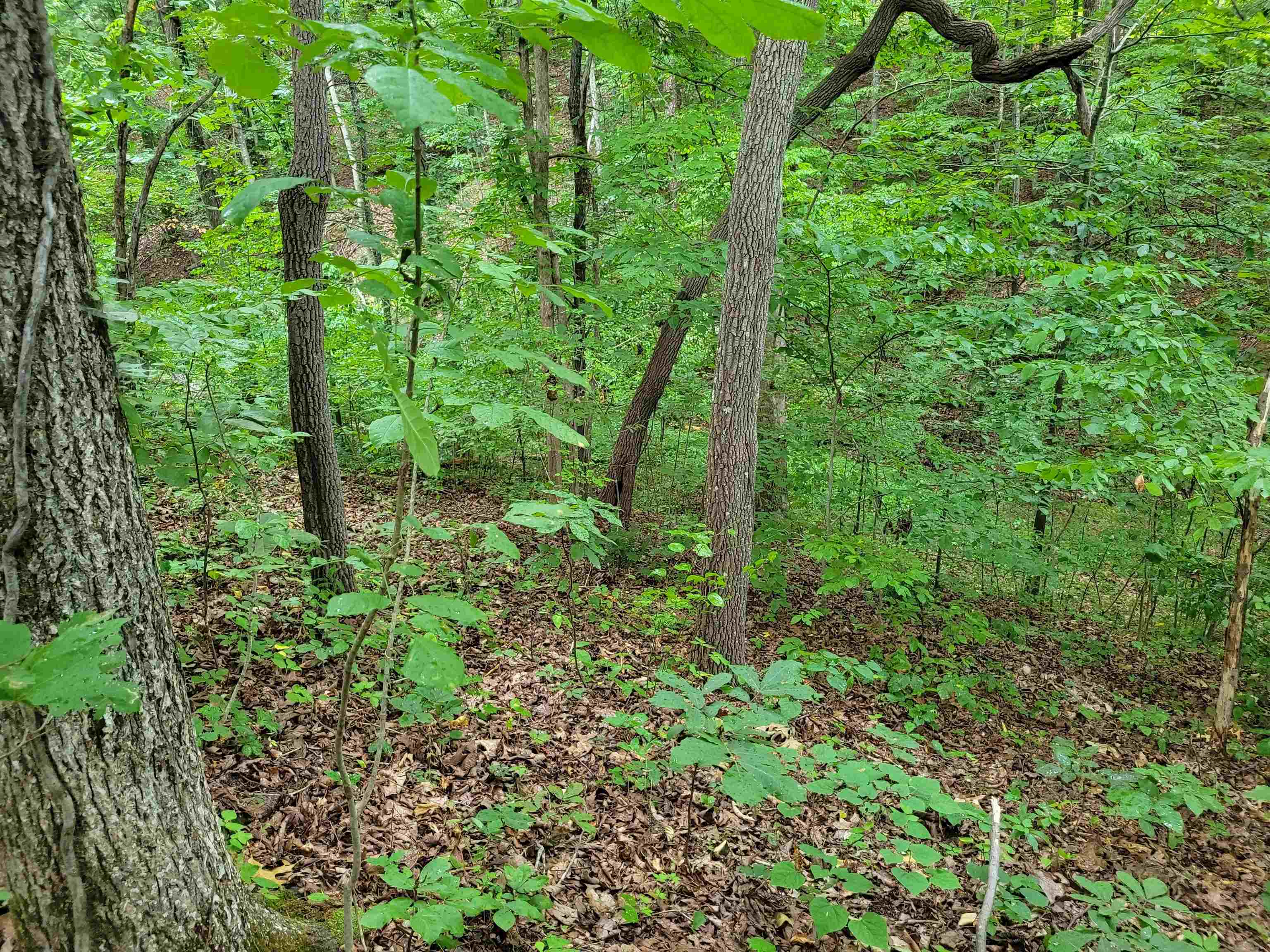 0 Yeager Lane Counce, TN 38326 - Photo 8 of 9 a view of a garden
