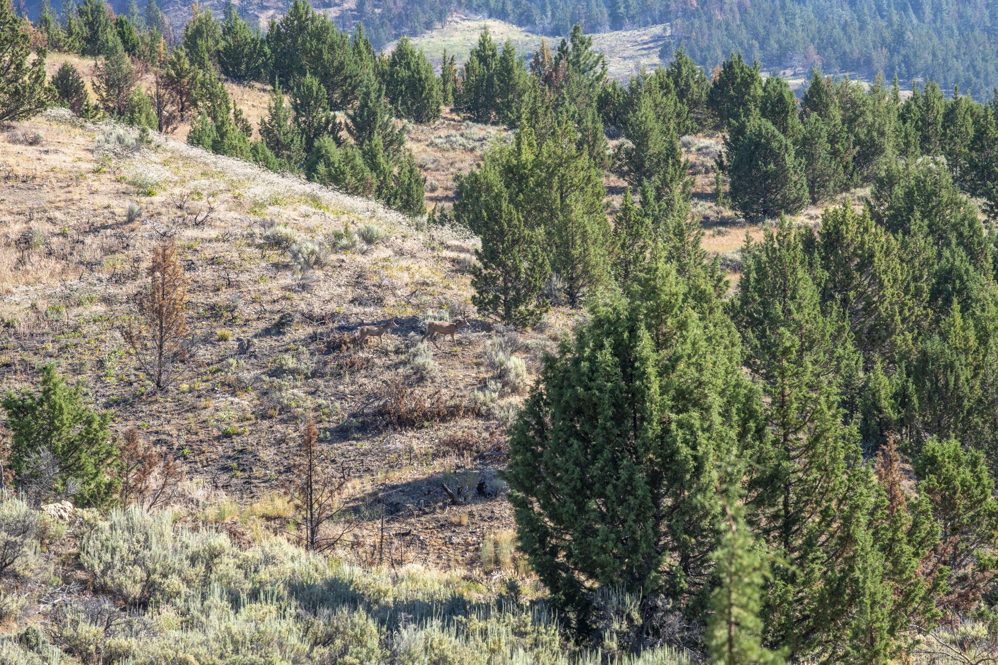 32500 Tackman Road Prineville, OR 97754 - Photo 50 of 112