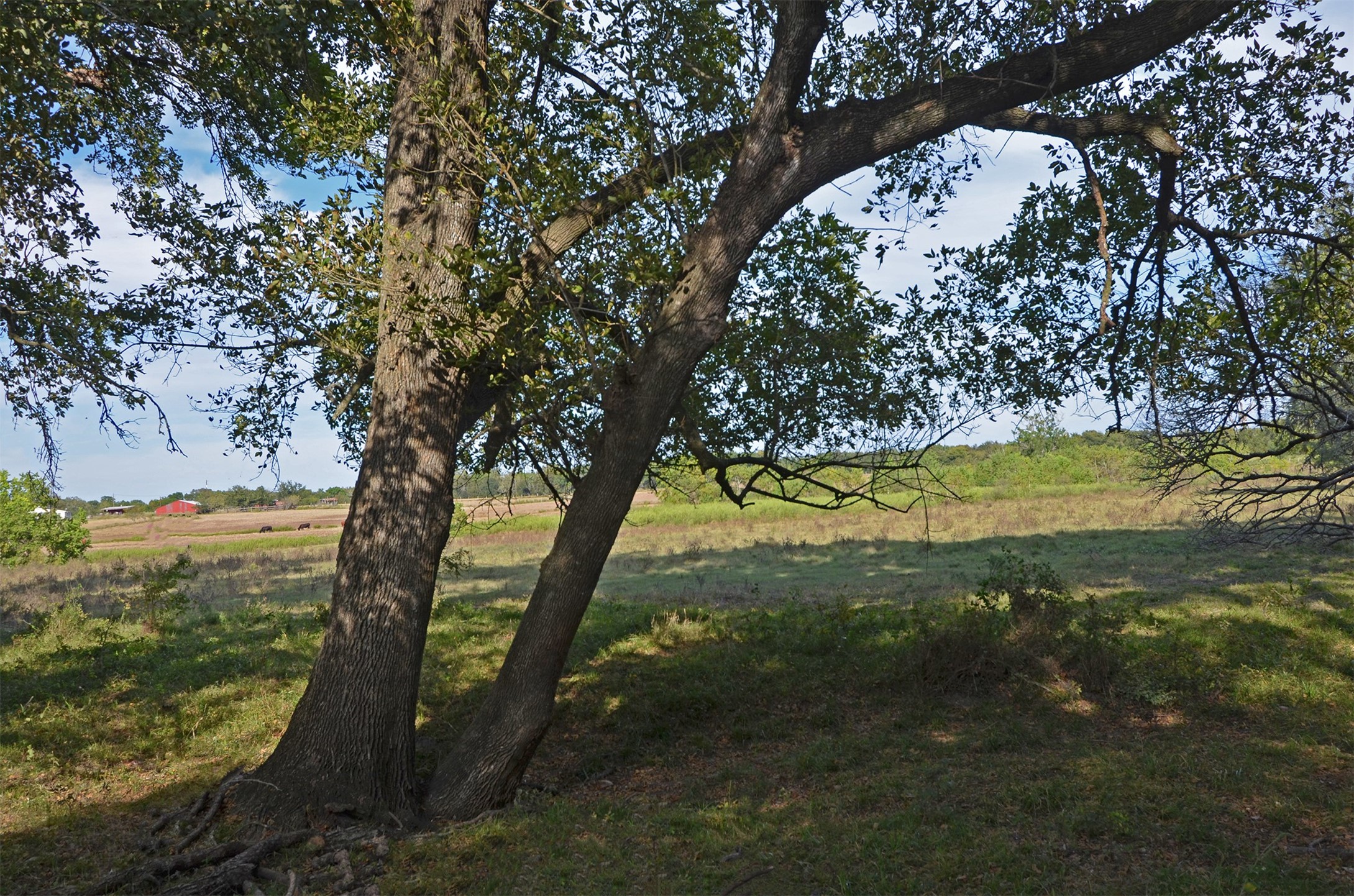 2352 Airport Road Brenham, TX 77833 - Photo 19 of 26 a view of a trees in a yard