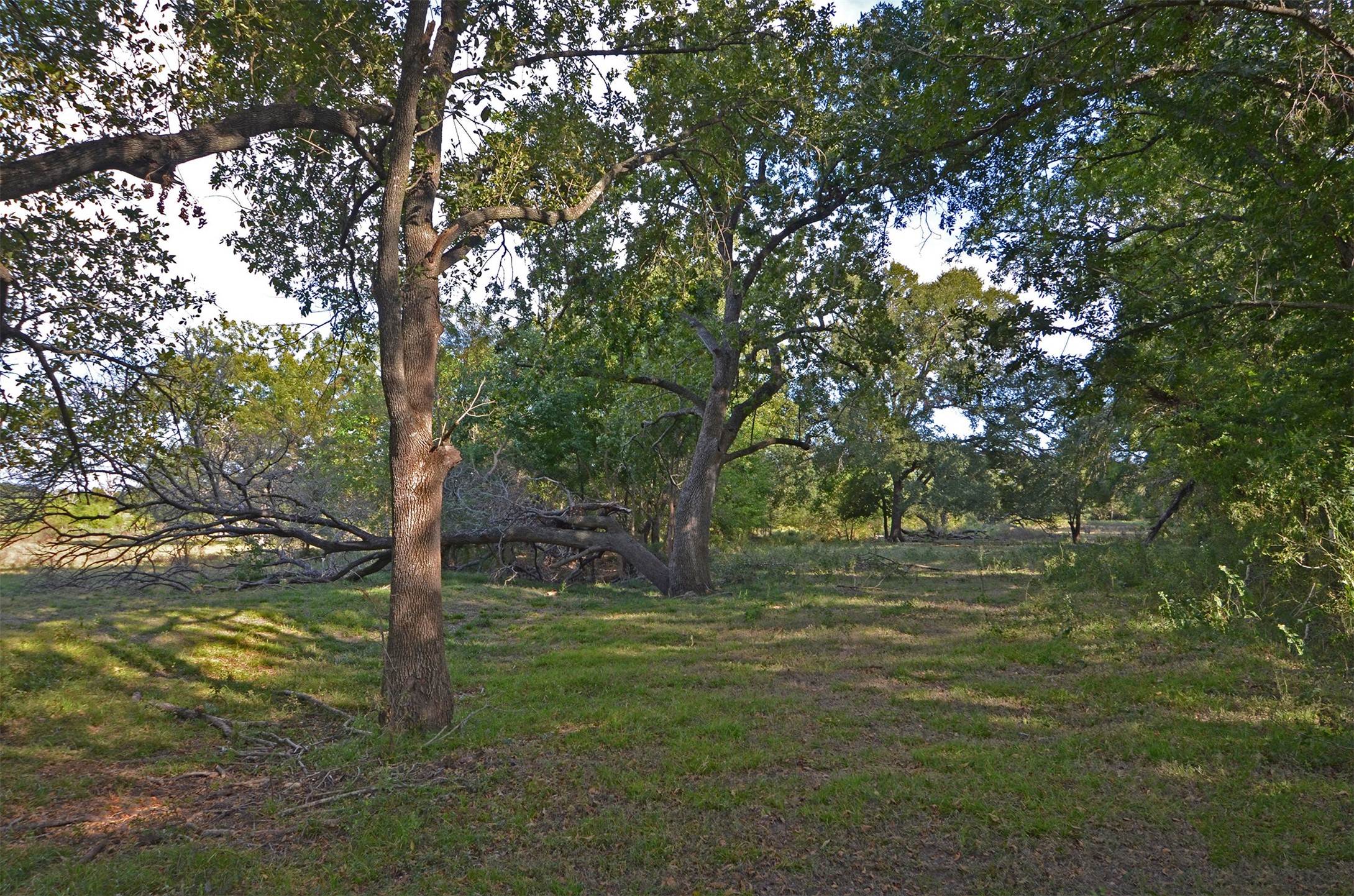2352 Airport Road Brenham, TX 77833 - Photo 24 of 26 a big yard with lots of trees