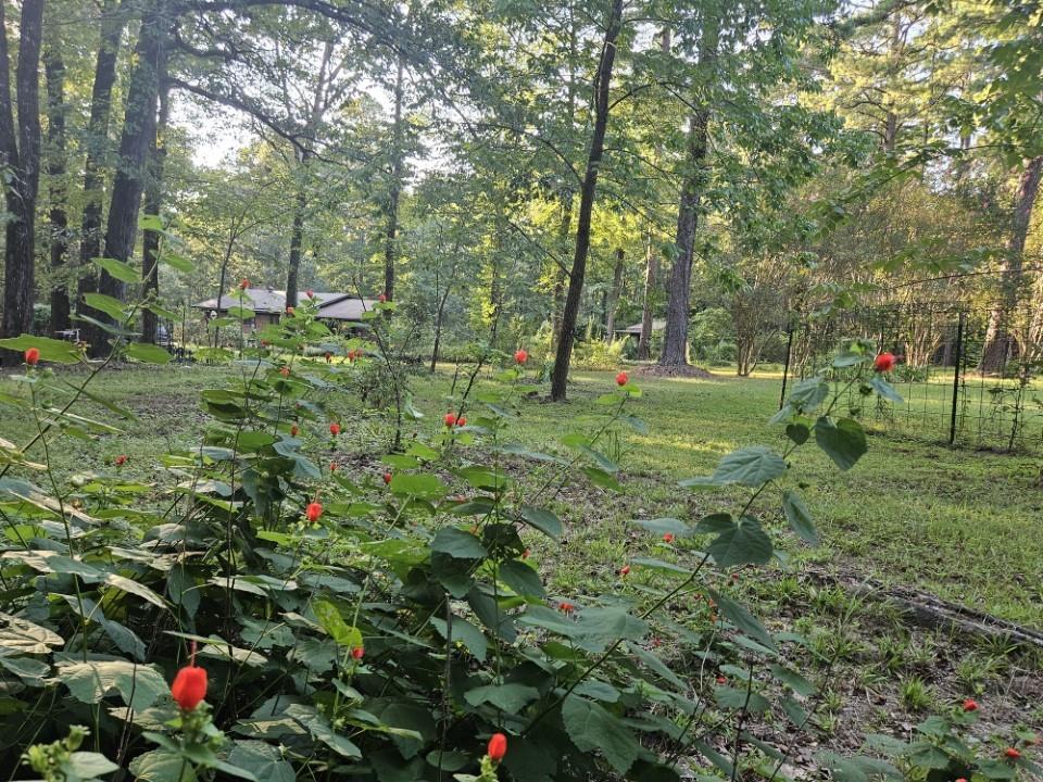 7105 Rodessa Ida Road Ida, LA 71044 - Photo 37 of 40 a view of a tree in a yard