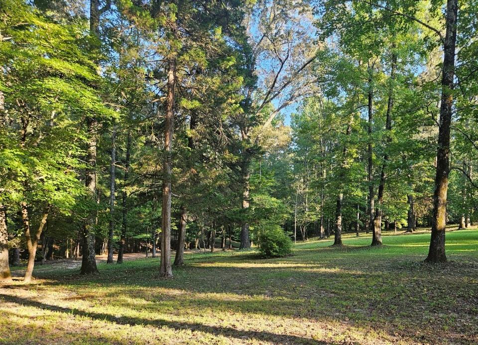 7105 Rodessa Ida Road Ida, LA 71044 - Photo 38 of 40 a view of a park with large trees