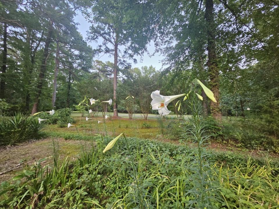 7105 Rodessa Ida Road Ida, LA 71044 - Photo 40 of 40 a view of a garden