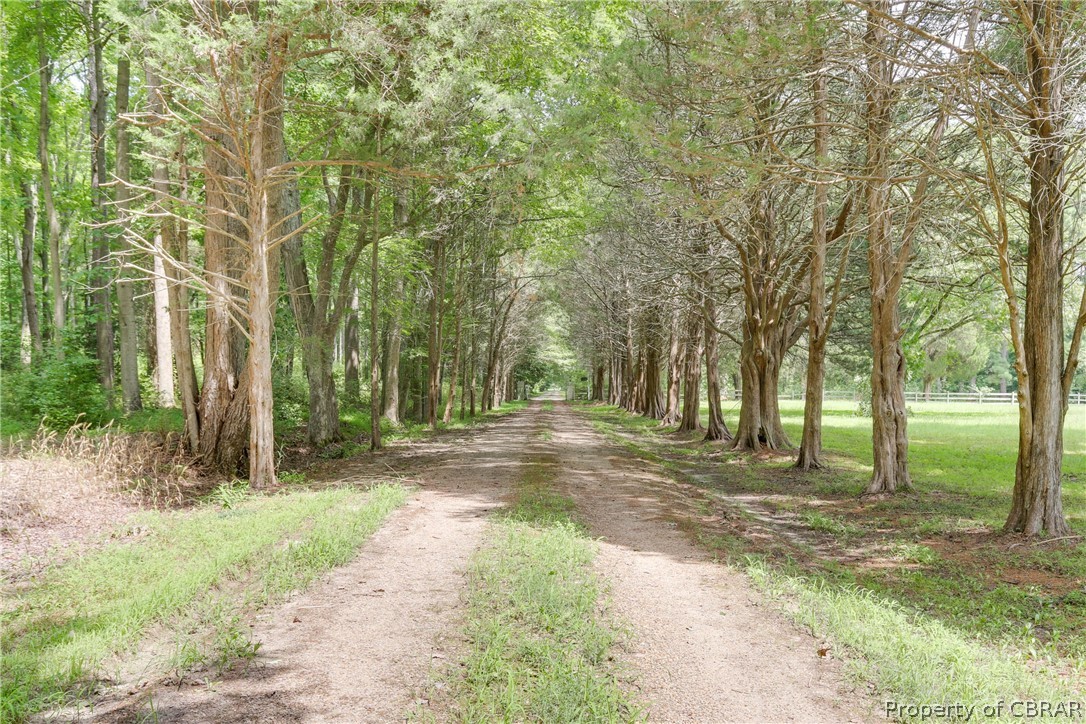 4703 North River Road Foster, VA 23056 - Photo 11 of 48 Long cedar lined drive and 60 acres of privacy!