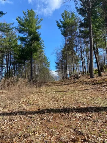 a view of a yard with trees