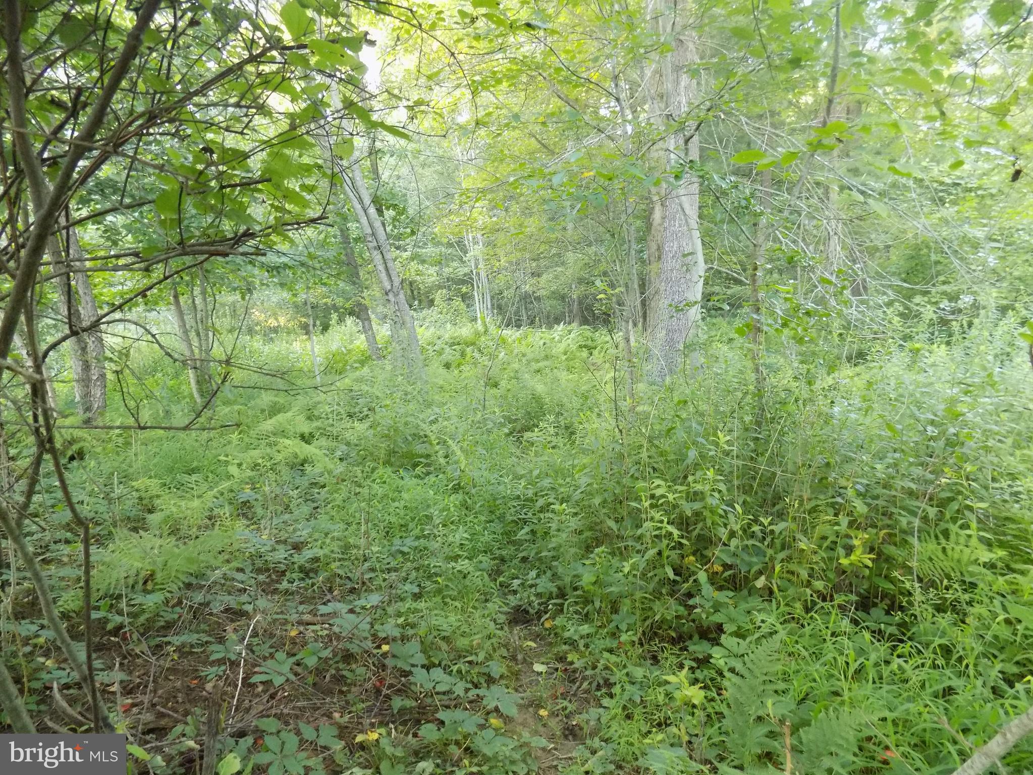 0 Green Street Tremont, PA 17981 - Photo 8 of 16