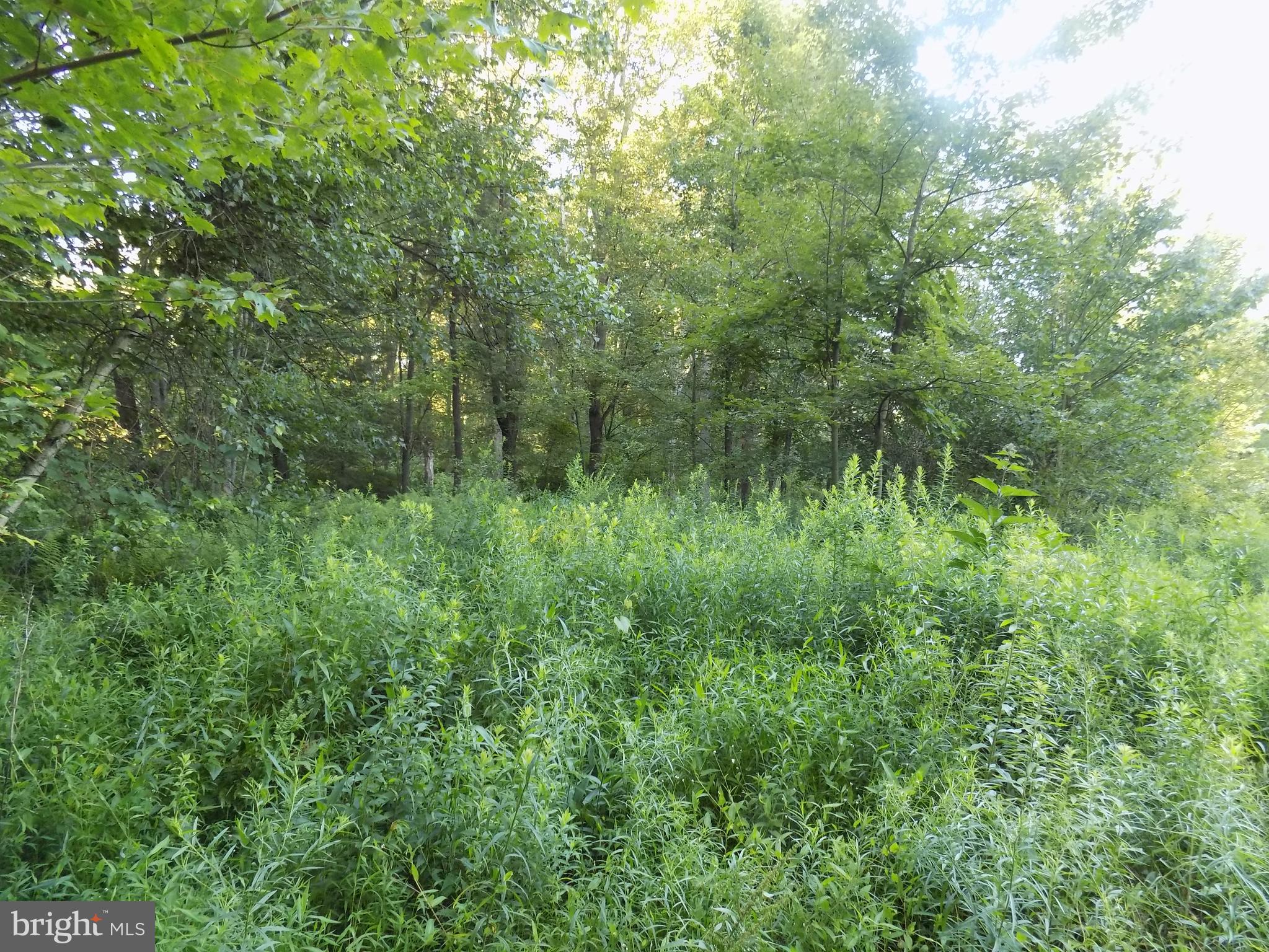 0 Green Street Tremont, PA 17981 - Photo 10 of 16