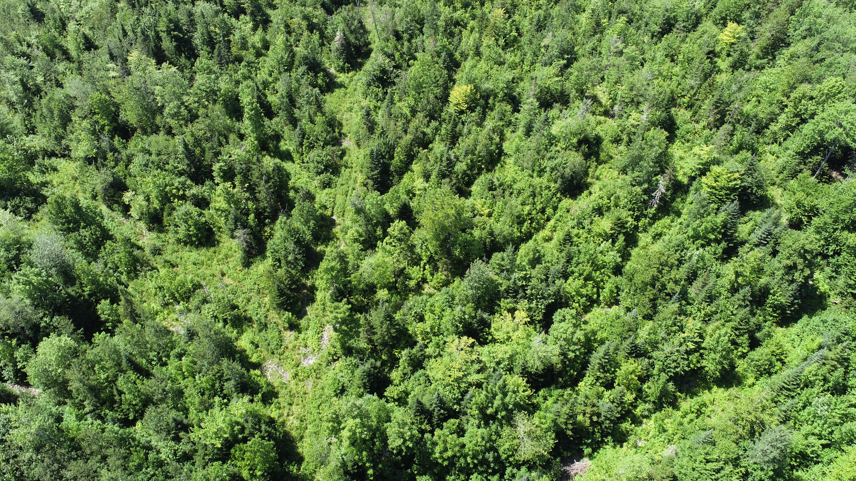 1694 U.S. Rte 1 Orient, ME 04471 - Photo 11 of 58 DJI_0113