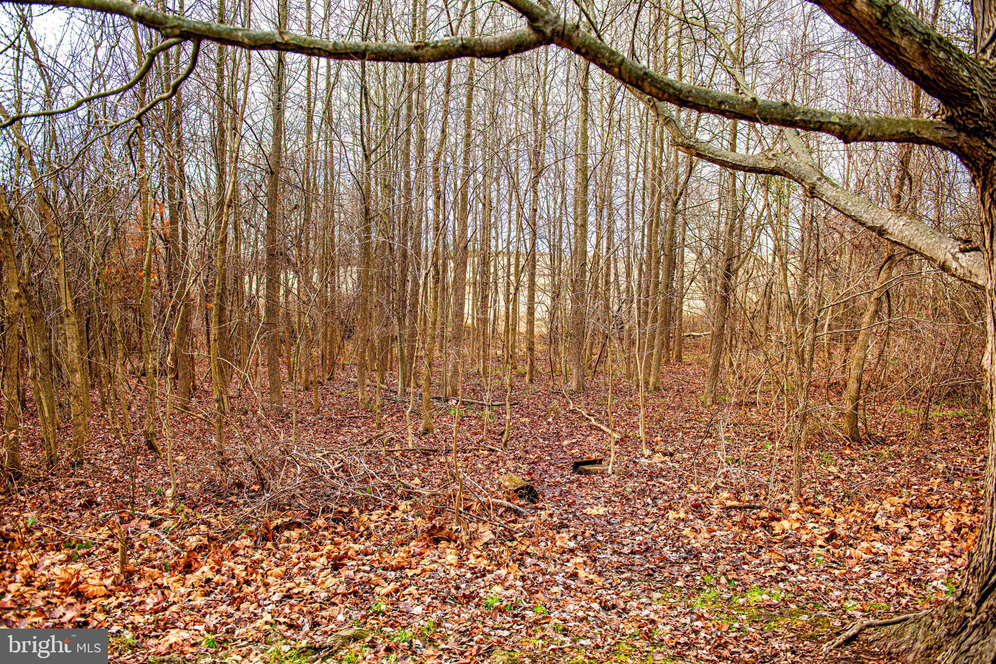 518 Paradise Road Aberdeen, MD 21001 - Photo 37 of 37 Serene woodland retreat in autumn hues.