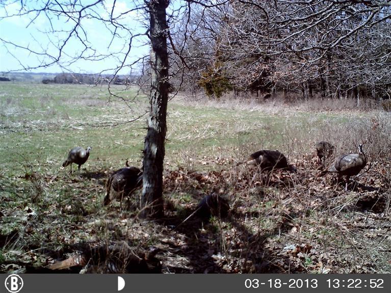 0 Southeast 971st Road Humansville, MO 65674 - Photo 1 of 1 Primary Photo
