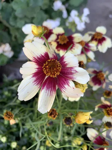 $1,688,000 | 1152 Curtner Avenue, San Jose, CA 95125