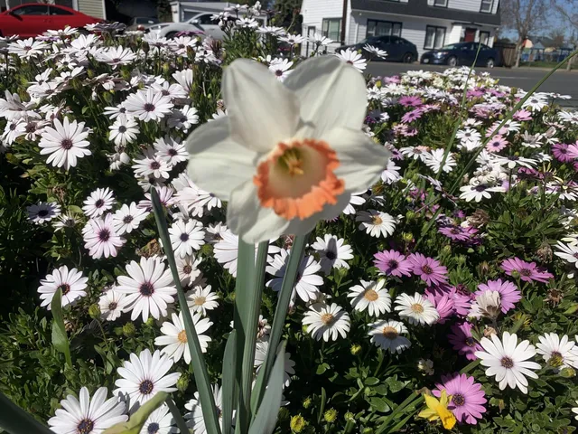 $1,688,000 | 1152 Curtner Avenue, San Jose, CA 95125