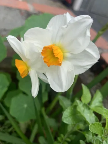 $1,688,000 | 1152 Curtner Avenue, San Jose, CA 95125